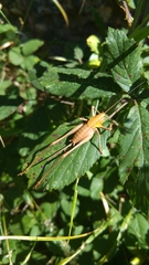 Thyreonotus corsicus