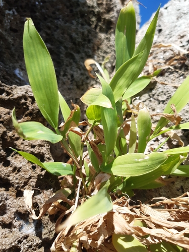 Stenotaphrum micranthum observed 2024-10-22