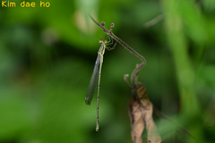 Lestes temporalis
