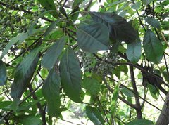 Angiospermae