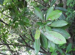 Angiospermae
