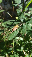 Thyreonotus corsicus