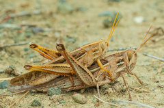 Schistocerca serialis cubense