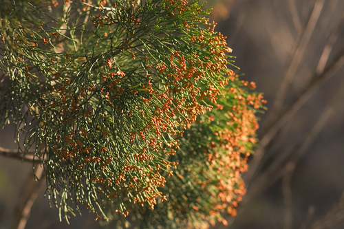 Slender Cypress-pine