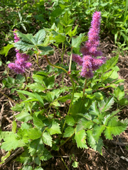 Astilbe