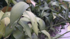 Ruscus