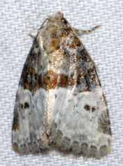 Neoligia crytora