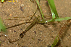 Lestes temporalis