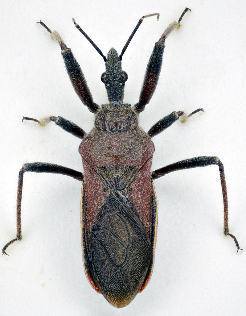 Rhynocoris latro