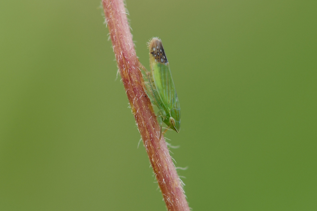 Thomsonia porrecta