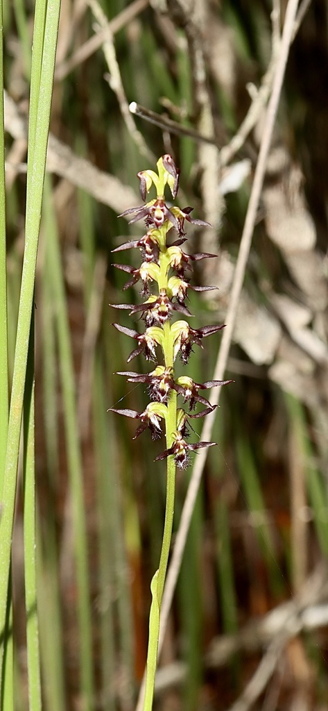 Genoplesium parvicallum