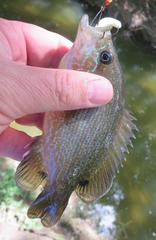 Lepomis cyanellus