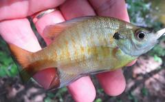 Lepomis macrochirus