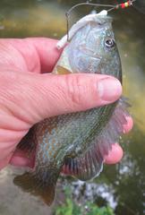 Lepomis cyanellus
