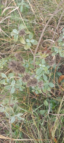 branched horehound