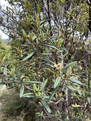 Wrinkled Pomaderris (Pomaderris rugosa)