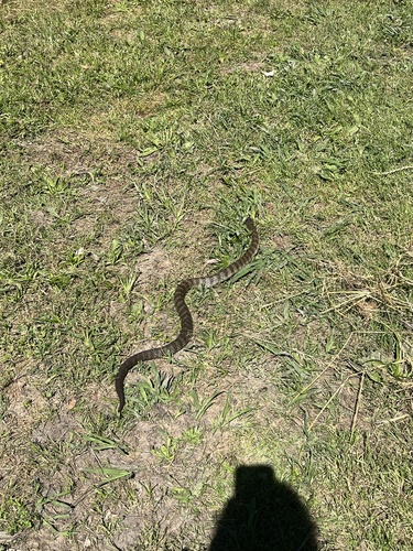Tiger Snake sighting