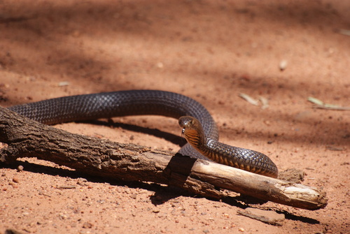 Eastern Brown Snake sighting