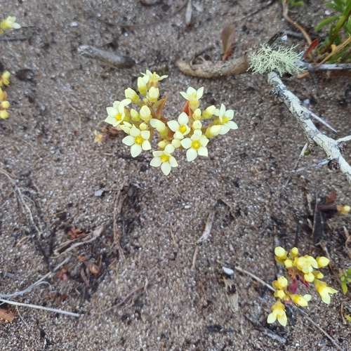 Crassula grammanthoides