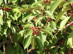 Ilex pubescens