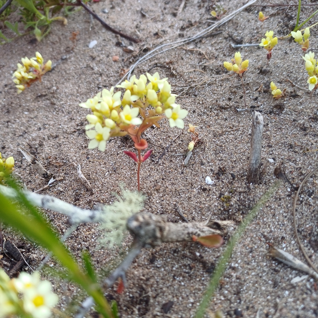 Crassula grammanthoides 2