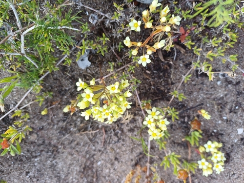 Crassula grammanthoides