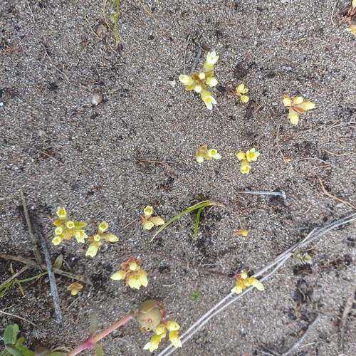 Crassula grammanthoides