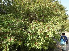 Ilex pubescens