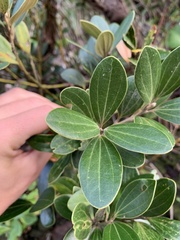 Cinnamomum daphnoides, photograph (c) Daniel J. Layton, some rights reserved (CC BY)