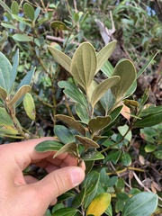 Cinnamomum daphnoides, photograph (c) Daniel J. Layton, some rights reserved (CC BY)