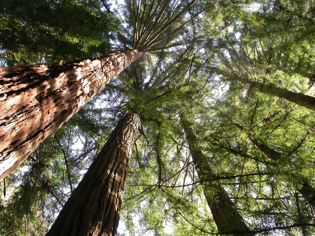 Redwoods