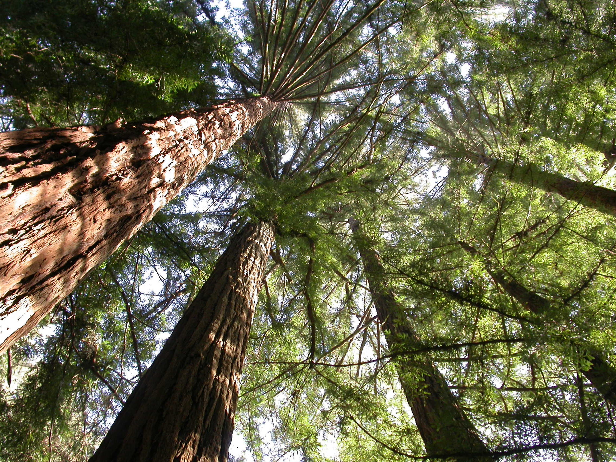 Sequoia