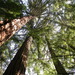 Sequoia - Photo (c) Jeremy Yoder, osa oikeuksista pidätetään (CC BY-NC)