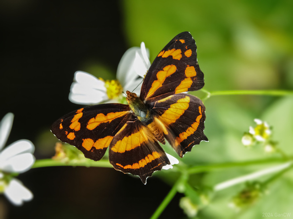 Symbrenthia lilaea