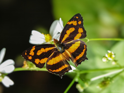 Symbrenthia lilaea