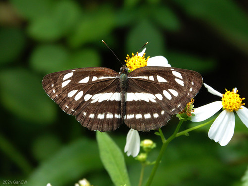 Common Sailer photo 2