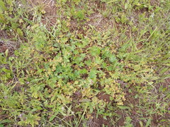 Alchemilla tichomirovii