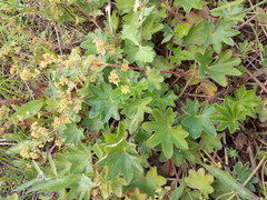 Alchemilla tichomirovii