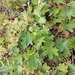 Alchemilla tichomirovii - Photo (c) Eduard Garin, some rights reserved (CC BY-NC), uploaded by Eduard Garin