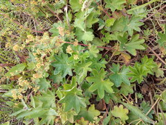 Alchemilla tichomirovii