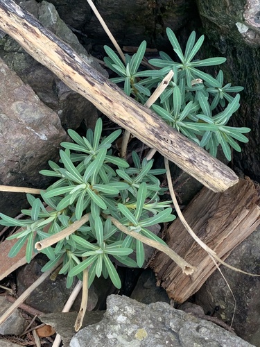 Image of Euphorbia jolkinii by (c) Daniel J. Layton, some rights reserved (CC BY)