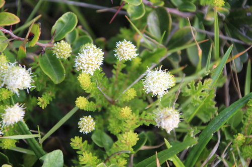 Image of Agathosma stenopetala by no rights reserved