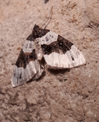 Cosmorhoe ocellata