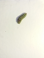 Callophrys