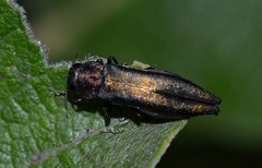 Agrilus viridis