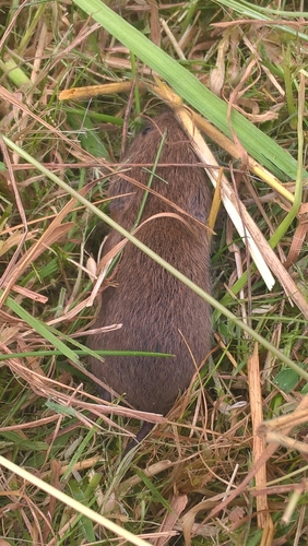 Microtus agrestis