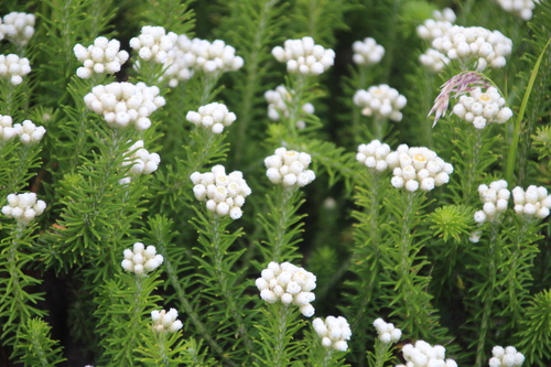 Image of Helichrysum teretifolium by no rights reserved