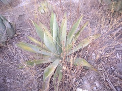 Agave lyobaa