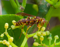 Polistes poeyi poeyi