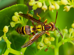 Polistes poeyi poeyi